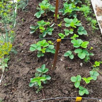 Продается Участок, 600 м²