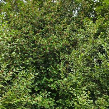 Продается Участок, 600 м²