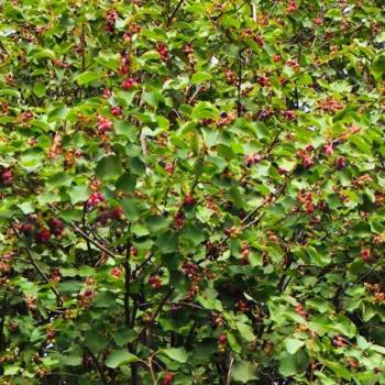 Продается Участок, 600 м²