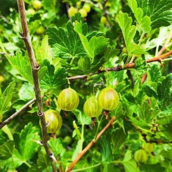 Продается Участок, 600 м²