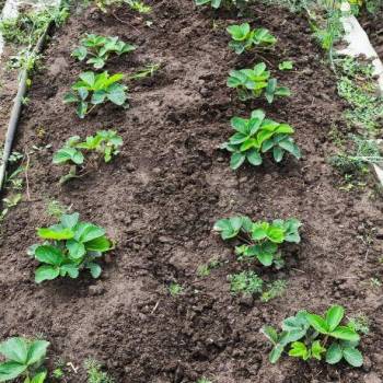 Продается Участок, 600 м²