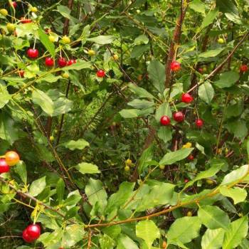 Продается Участок, 600 м²