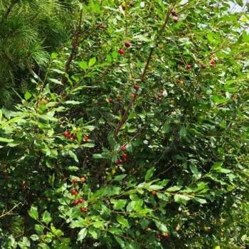 Продается Участок, 600 м²