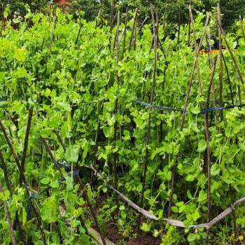 Продается Участок, 600 м²