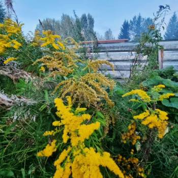 Продается Участок, 600 м²