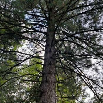 Продается Участок, 800 м²