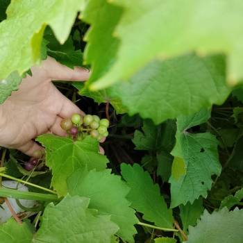 Продается Дом, 39 м²