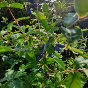 Продается Дом, 39 м²