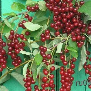 Продается Дом, 39 м²