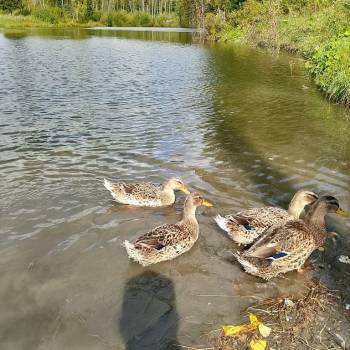 Продается Дом, 39 м²