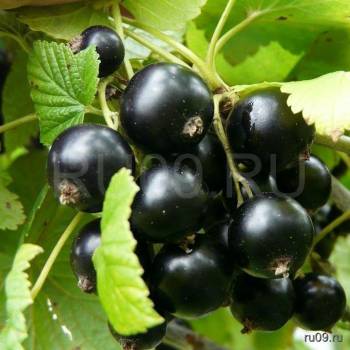 Продается Дом, 39 м²