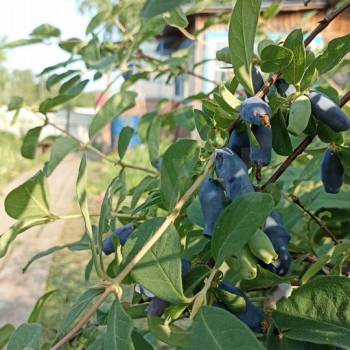 Продается Дом, 61 м²