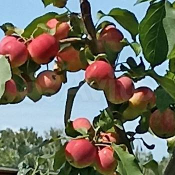 Продается Дом, 61 м²