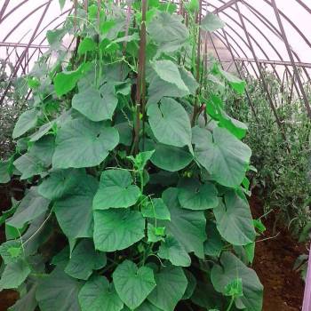 Продается Дом, 36 м²