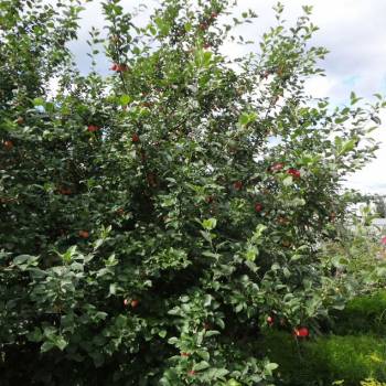 Продается Дом, 25 м²