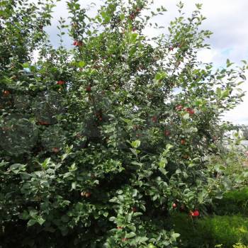 Продается Дом, 25 м²