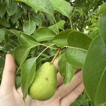 Продается Участок, 1200 м²