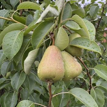 Продается Участок, 1200 м²