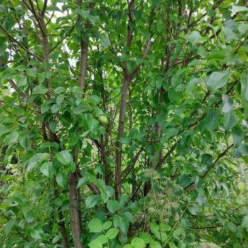 Продается Участок, 1200 м²