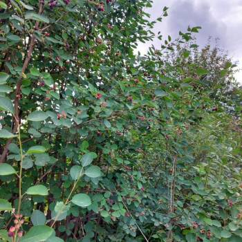 Продается Участок, 1200 м²