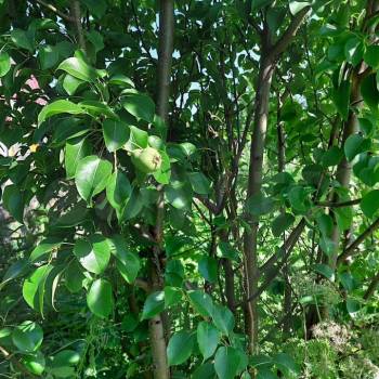 Продается Участок, 1200 м²