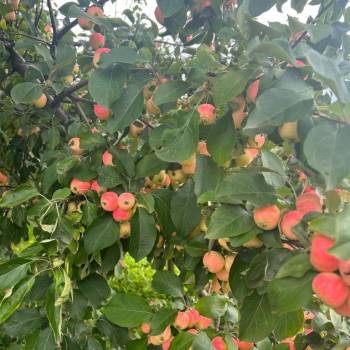 Продается Дом, 40 м²