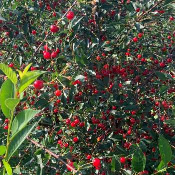 Продается Дом, 40 м²