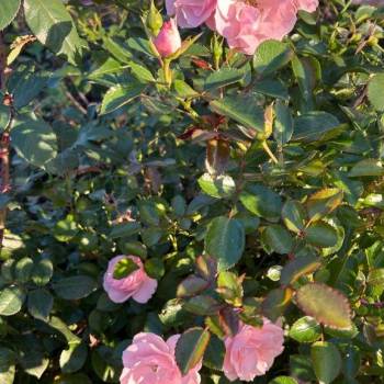 Продается Дом, 40 м²