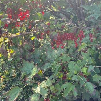 Продается Дом, 30 м²