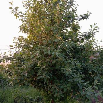 Продается Участок, 400 м²