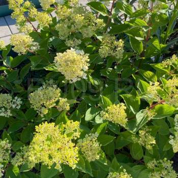 Продается Дом, 1000 м²