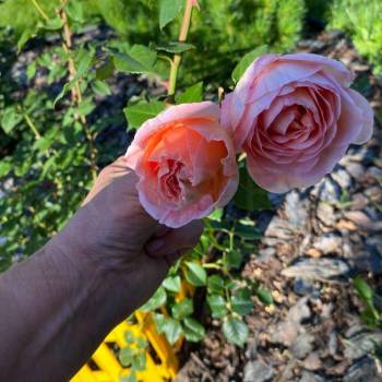 Продается Дом, 1000 м²