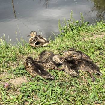 Продается Участок, 600 м²