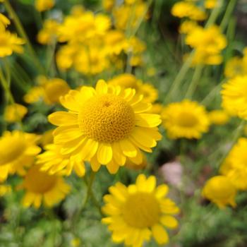 Сдается Дом, 30 м²