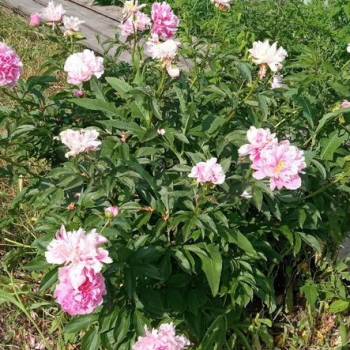 Продается Участок, 920 м²