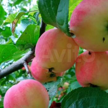 Продается Участок, 920 м²