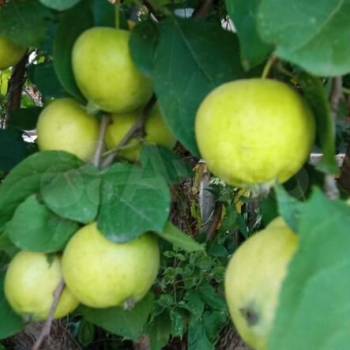 Продается Участок, 920 м²