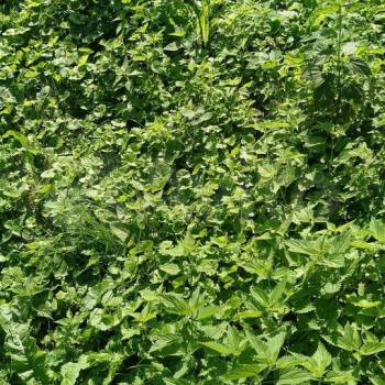 Продается Участок, 1200 м²