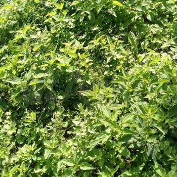 Продается Участок, 1200 м²