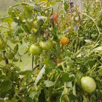 Продается Участок, 600 м²