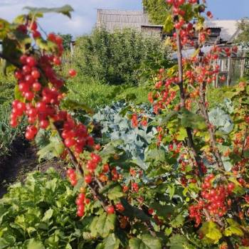 Продается Участок, 600 м²