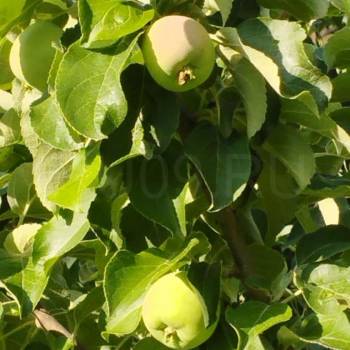 Продается Участок, 600 м²