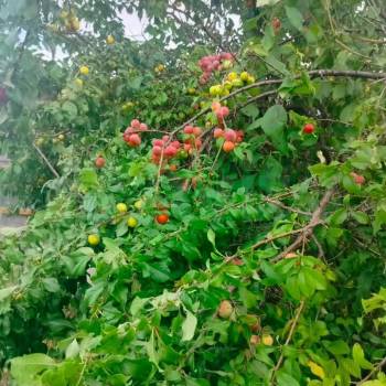 Продается Дом, 63 м²