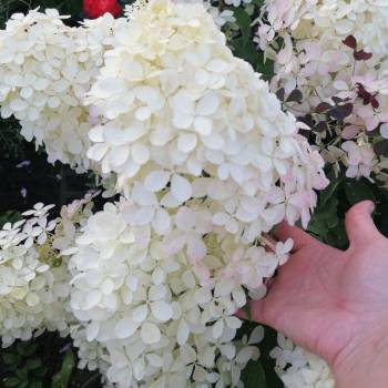 Продается Дом, 60 м²