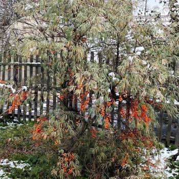 Продается Дом, 18 м²