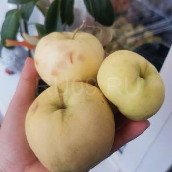 Продается Участок, 600 м²