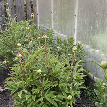 Продается Дом, 42 м²