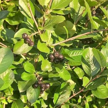 Продается Дом, 45 м²