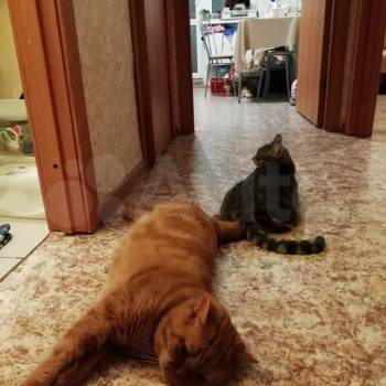 Продается 3-х комнатная квартира, 55 м²