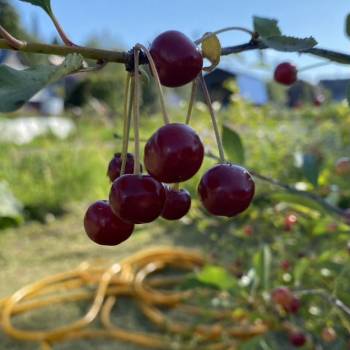 Продается Дом, 21 м²